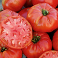 Mortgage Lifter Tomato Live Plants (2-Pack) 6–10" | Heirloom Giant Pink Slicer