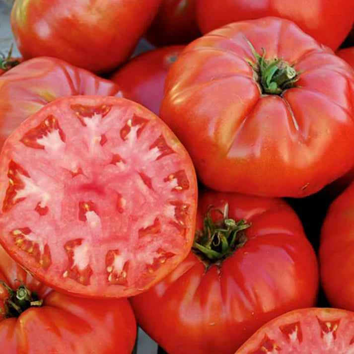 Mortgage Lifter Tomato Live Plants (2-Pack) 6–10" | Heirloom Giant Pink Slicer