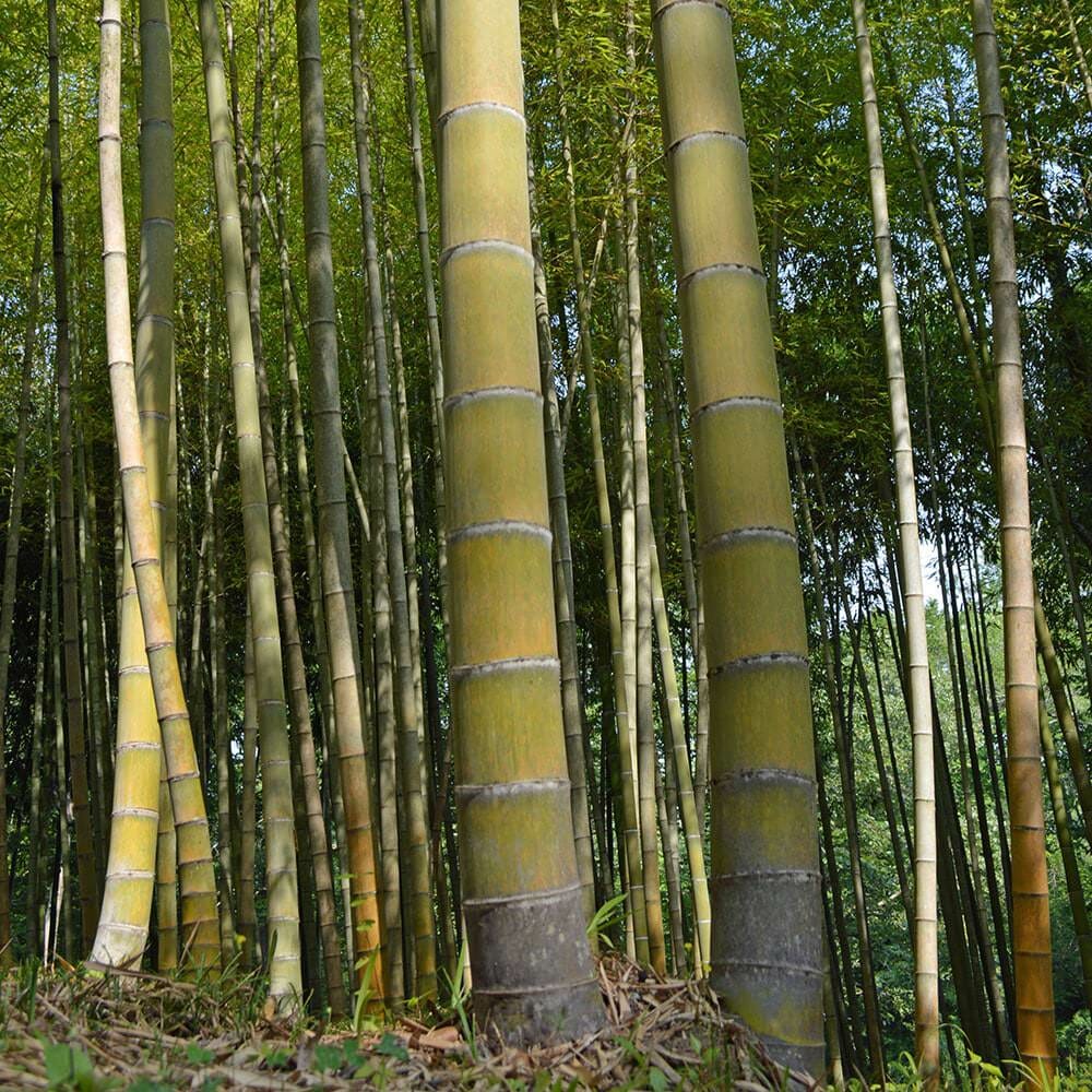 Moso Bamboo (Phyllostachys edulis) Root Plants – 2 Bare-Root Phyllostachys edulis Mosso Bamboo