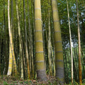 Moso Bamboo (Phyllostachys edulis) Root Plants – 2 Bare-Root Phyllostachys edulis Mosso Bamboo