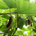 Pakistan Mulberry Morus alba ‘Pakistan’ 6–8" Unrooted Cutting for Rooting or Grafting