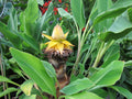 Chinese Dwarf Banana - Golden Lotus Banana (Musella lasiocarpa) Live Starter Plant