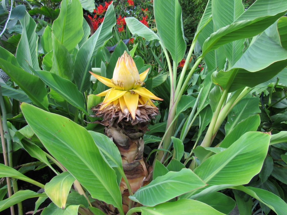 Chinese Dwarf Banana - Golden Lotus Banana (Musella lasiocarpa) Live Starter Plant