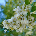 5 White Crape Myrtle Cuttings - Unrooted Lagerstroemia indica Starter