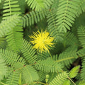 Water Mimosa Neptunia oleracea Live Bareroot Plant for Ponds - Floating/Marginal