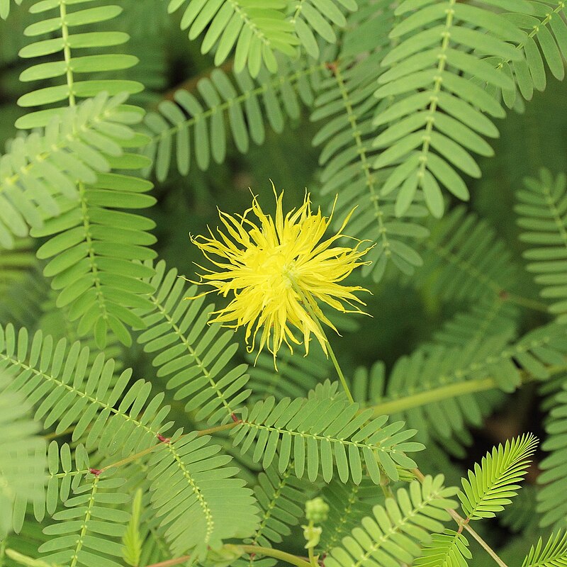Water Mimosa Neptunia oleracea Live Bareroot Plant for Ponds - Floating/Marginal