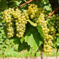 Niagara Grapevine Cuttings (Vitis labrusca) - 10 Fresh Unrooted 6–8" Cuttings for Grafting, Trellises & Arbors