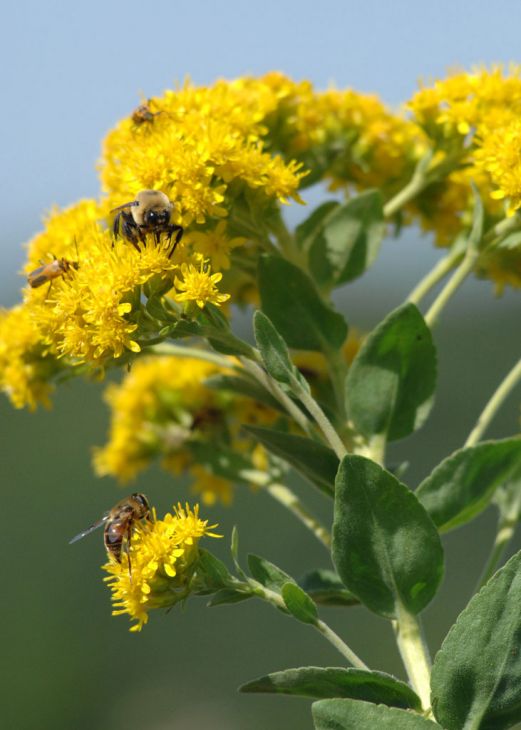 Oligoneuron rigidum (Stiff Goldenrod) Seeds - 700 Non-GMO, Native Perennial for Pollinators