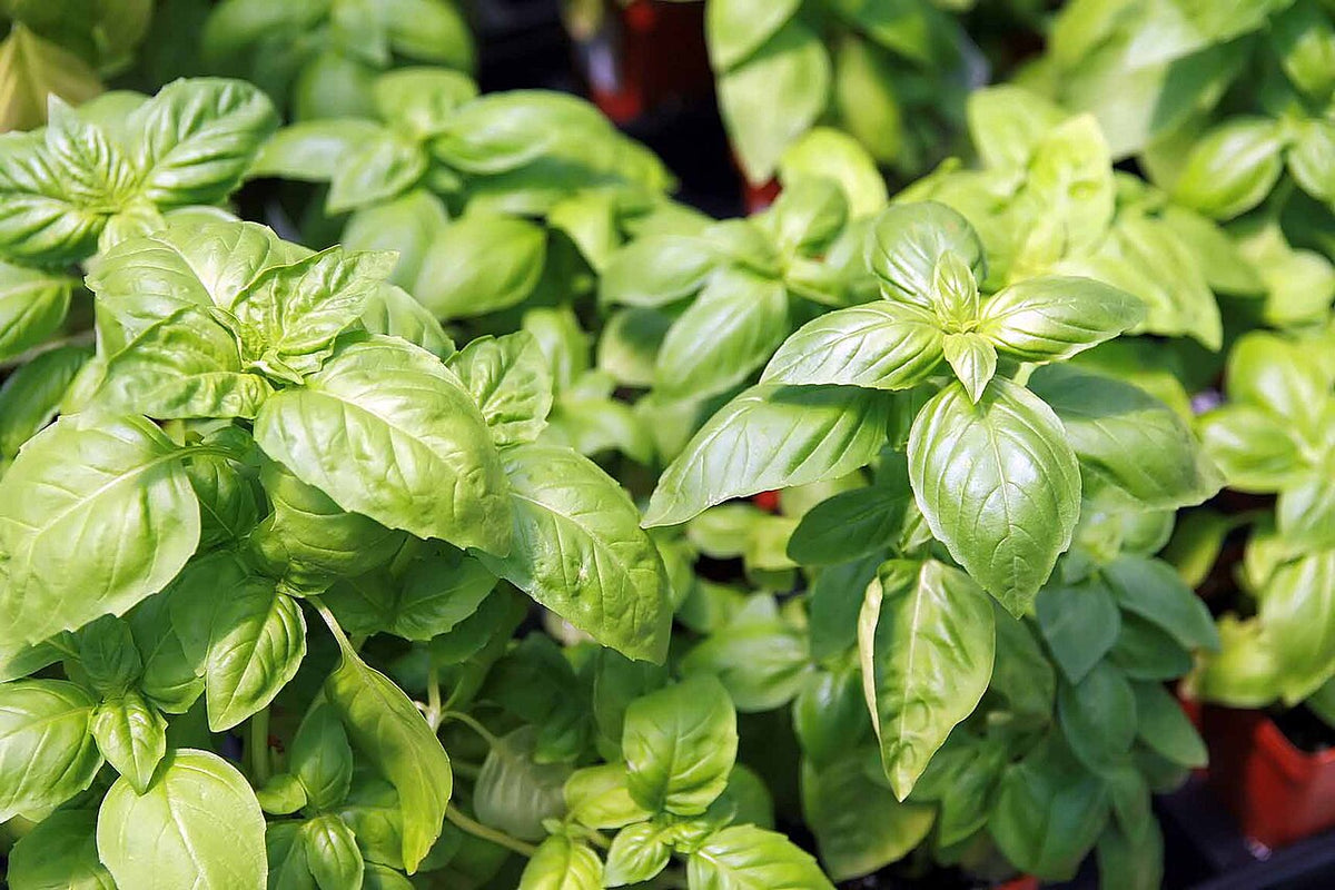 2 Live Húng Trắng Basil Plants (White Vietnamese Basil) – Bareroot 6–8" Ocimum basilicum