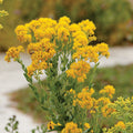 Oligoneuron rigidum (Stiff Goldenrod) Seeds - 700 Non-GMO, Native Perennial for Pollinators
