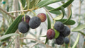 6 Olive Tree Cuttings Unrooted - Greek Olea europaea, Edible Fruit Tree Starts