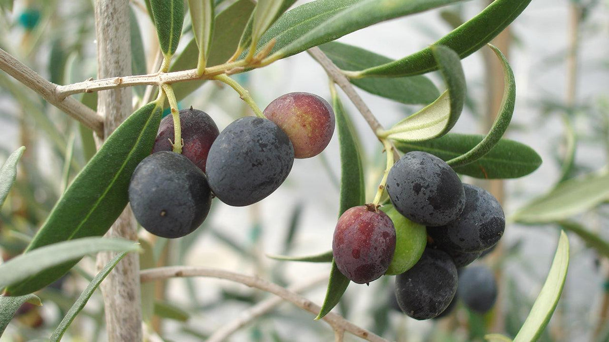 6 Olive Tree Cuttings Unrooted - Greek Olea europaea, Edible Fruit Tree Starts