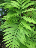 3 Bare-Root Sensitive Fern (Onoclea sensibilis) - Native Moist Shade Perennial