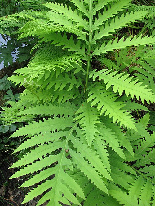 3 Bare-Root Sensitive Fern (Onoclea sensibilis) - Native Moist Shade Perennial