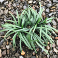 15 Mondo Grass Bare Root Plants - Evergreen Ground Cover for Landscaping