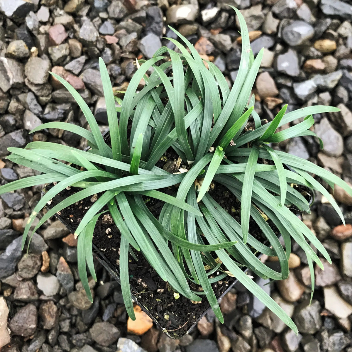 15 Mondo Grass Bare Root Plants - Evergreen Ground Cover for Landscaping