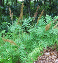 Live Royal Fern Osmunda regalis - 3.5" Pot, Shade & Wet Areas, USDA 3–9