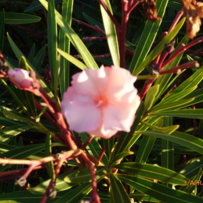 Mrs. Roeding Oleander Cuttings - Nerium oleander (3 Fresh Cuttings) Heirloom Variety for Rooting or Grafting