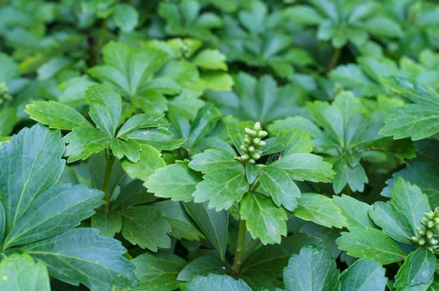 Pachysandra Terminalis (Japanese Spurge) - 25 Bare Root Live Plants, Shade-T loving Ground Cover