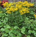 Packera aurea (Golden Ragwort) Seeds - 100 Seed Pack | Native Perennial Wildflower