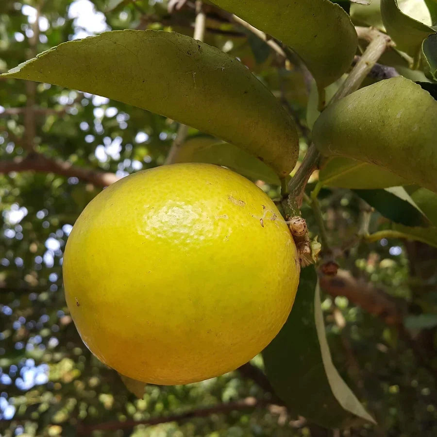 Palestine Sweet Lemon Cuttings (Citrus limetta) 6–8" Unrooted for Rooting or Grafting