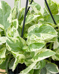Pearls and Jade Pothos Rooted Live Plant - 2" Pot Epipremnum aureum
