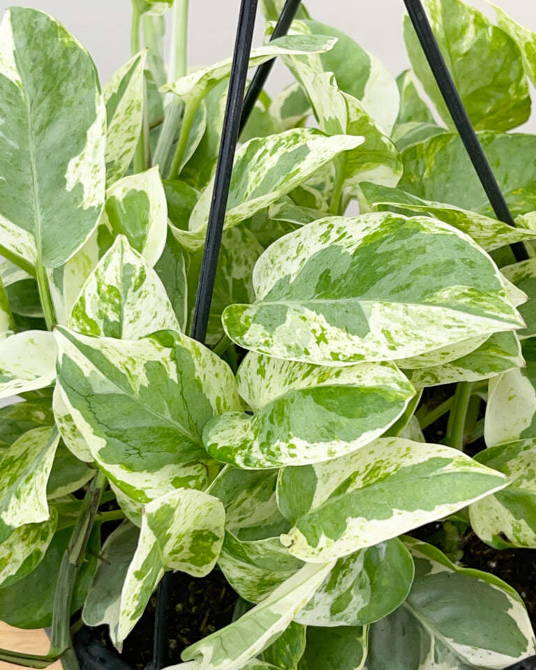 Pearls and Jade Pothos Rooted Live Plant - 2" Pot Epipremnum aureum