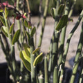 Tall Lady Slipper Pedilanthus tithymaloides Cuttings – 5 Unrooted Zig Zag Succulent Stems