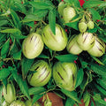 Kendall’s Gold Pepino Melon Cuttings (Unrooted) | 6 Golden Pepino Dulce - Solanum muricatum