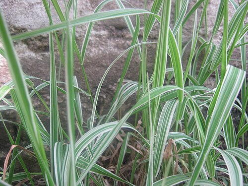 Variegated Ribbon Grass Phalaris arundinacea Bare Root - Hardy Ornamental Grass