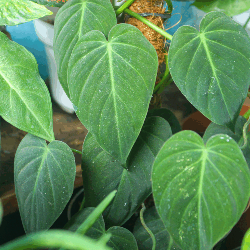 Philodendron Micans Velvet-Leaf Philodendron (Hederaceum) – Small Rooted Starter, Bare-Root