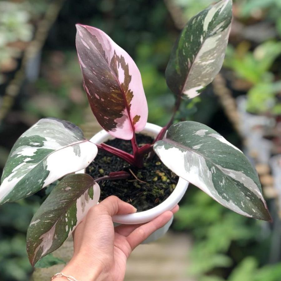 Philodendron Red Anderson Princess - Live Bareroot Plant (3–5 in) Rare Variegated Aroid