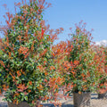 Red Tip Photinia x fraseri Bare Root Plants - Set of 3, 2" Tall