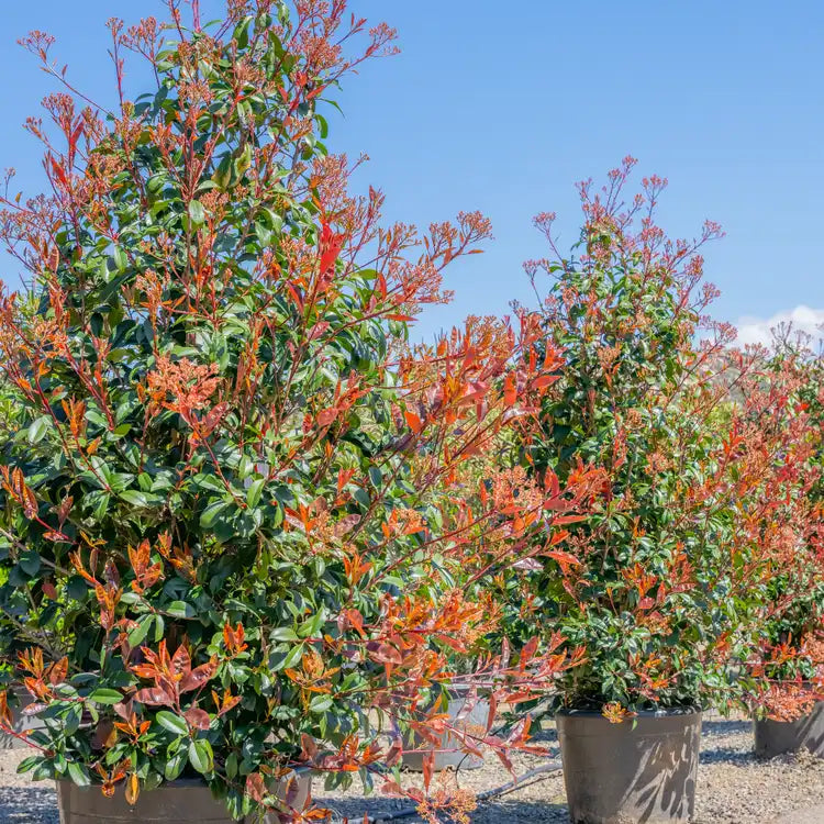 Red Tip Photinia x fraseri Bare Root Plants - Set of 3, 2" Tall