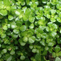 Pilea Tiny Tears – Rooted Starter Plant, Bareroot Live Houseplant