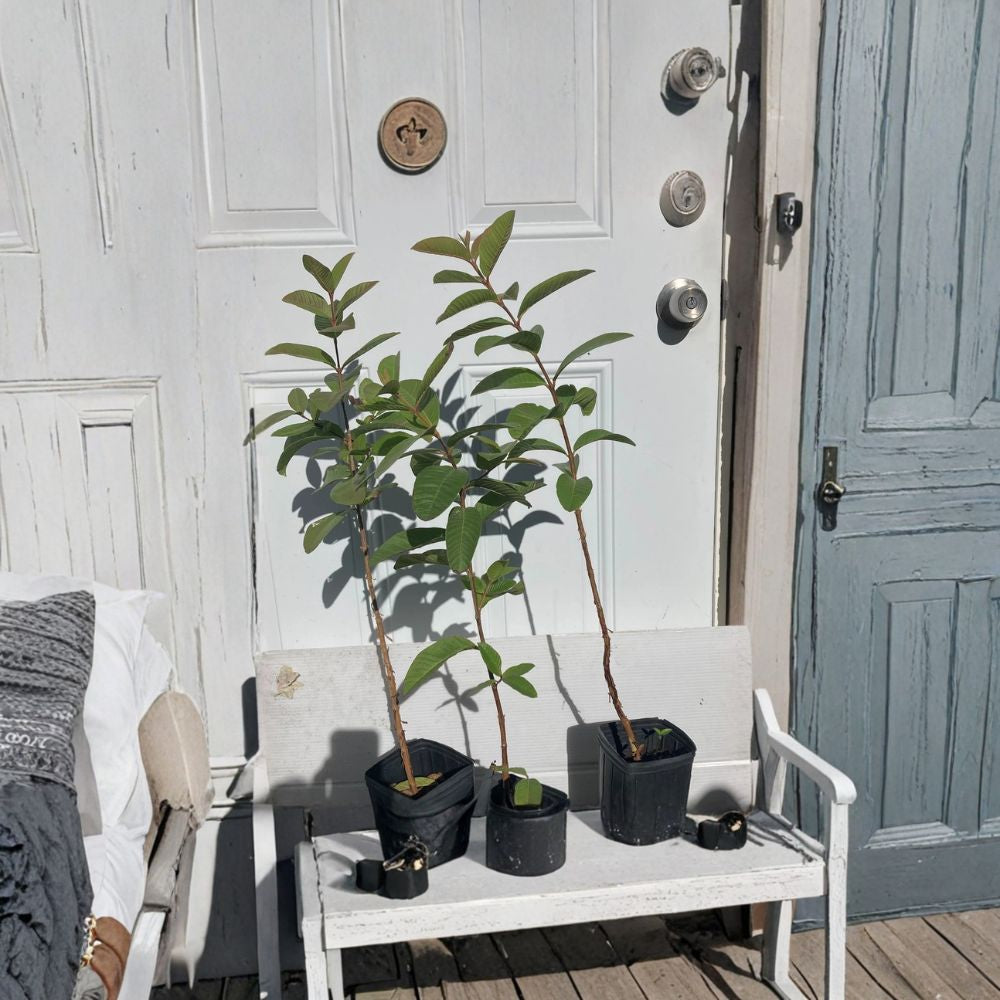 Pink Cattley Guava Tree 20-24” Live Plant | Florida Grown Strawberry Guava