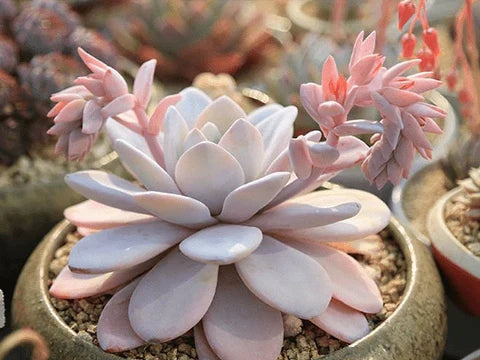 Echeveria laui Bare Root – Rare Powdery Succulent, 2–3 Inches
