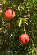 Kashmir Pomegranate Cutting (Punica granatum) - 6–8" Unrooted Cutting for Rooting or Grafting