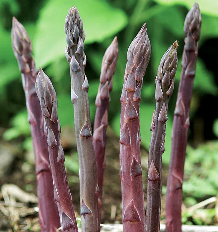 Purple Passion Asparagus Crowns - 10 Bare Root 2-Year-Old Heirloom Perennial