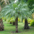 Phoenix roebelenii Pygmy Date Palm Seedlings - 5 Pack, 3–5" Tall