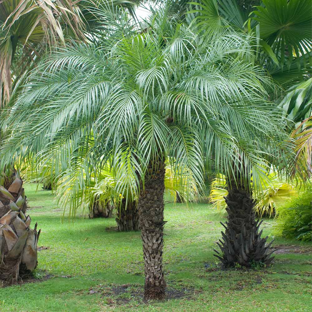 Phoenix roebelenii Pygmy Date Palm Seedlings - 5 Pack, 3–5" Tall