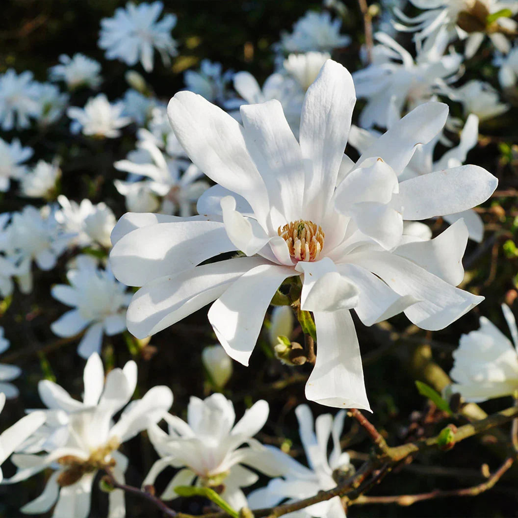Star Magnolia Tree (Magnolia stellata) Bare-Root 6–12" – White Flowers, Hardy Ornament for Landscaping