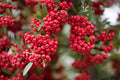 Rare Scarlet Firethorn Cuttings (Pyracantha coccinea) – 5 Unrooted Cuttings for Rooting or Grafting