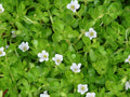 Bacopa monnieri (Brahmi) 15 Live Bare-Root Plants – Wetland, Edible, Medicinal Herb