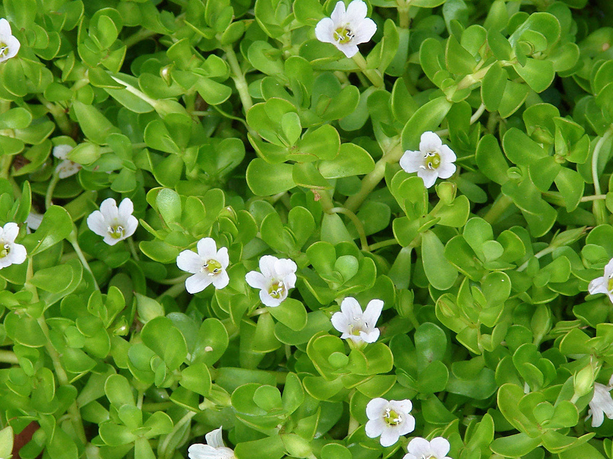 Bacopa monnieri (Brahmi) 15 Live Bare-Root Plants – Wetland, Edible, Medicinal Herb