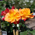 Joseph’s Coat Climbing Rose Cuttings – 3 Unrooted Rosa ‘Joseph’s Coat’ for Rooting, Grafting