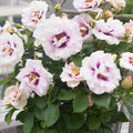 Eyes for You Rose Cuttings (3 Unrooted) Rosa ‘Eyes for You’ – Lavender-Purple Eye Rose for Rooting & Grafting