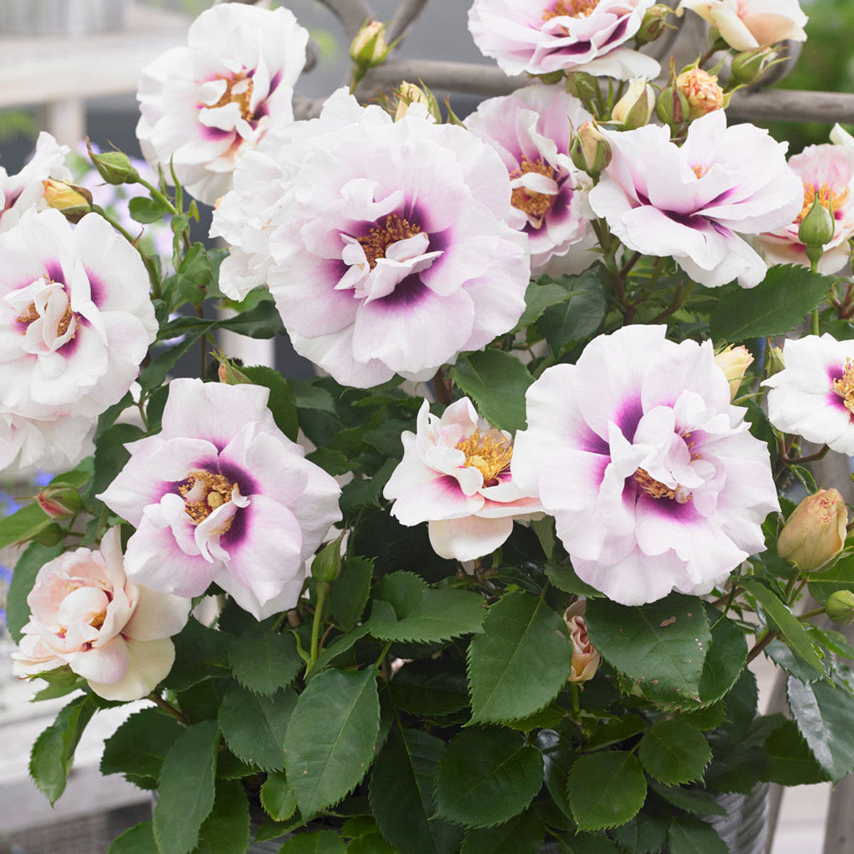 Eyes for You Rose Cuttings (3 Unrooted) Rosa ‘Eyes for You’ – Lavender-Purple Eye Rose for Rooting & Grafting
