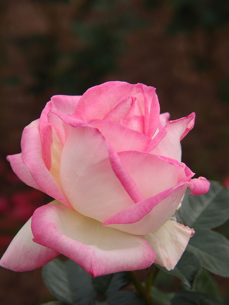Grace de Monaco Rose Bush Bare Root Starter Plant – Hybrid Tea, Blush-Pink, Fragrant