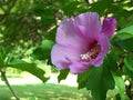 Rose of Sharon Bare Root Starter Plants (5) Hibiscus syriacus | Hardy Perennial Shrubs